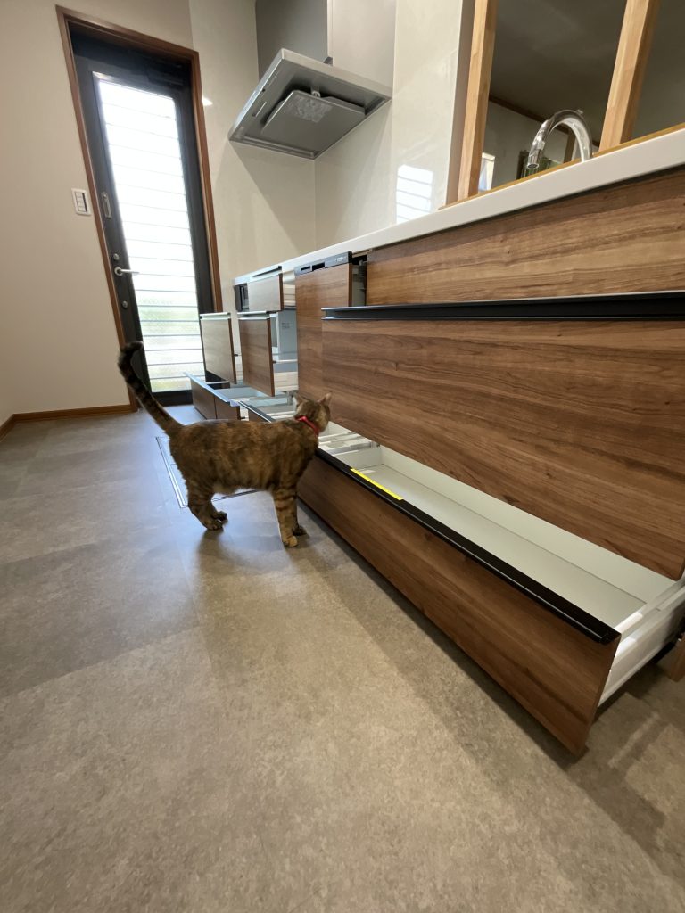 猫がキッチンの中をのぞく様子